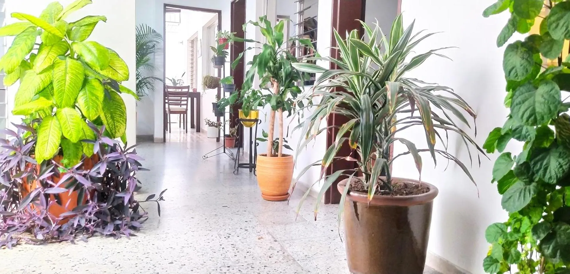 The Flora House - Espacio Seguro, Amplio Y Acogedor Apartment Medellin 0*,